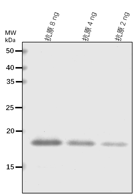 Anti-PIF5/ Transcription factor PIF5