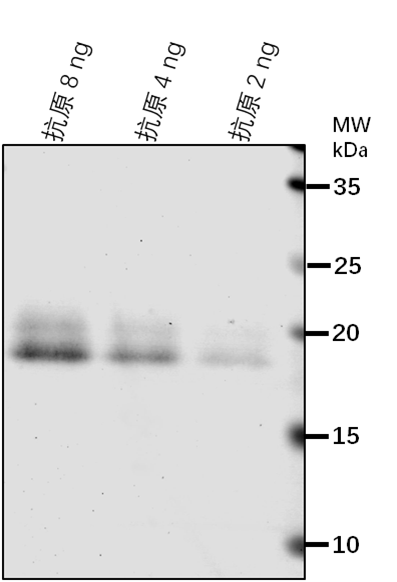 Anti-PIN1/ Auxin efflux carrier component 1