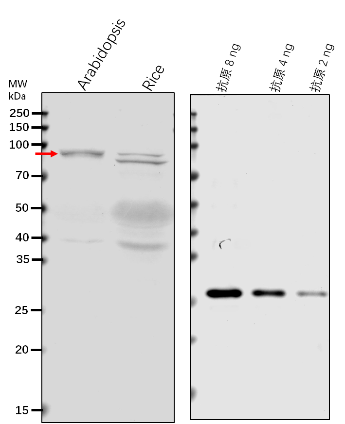 Anti-CLPD/ Chaperone protein ClpD, chloroplastic