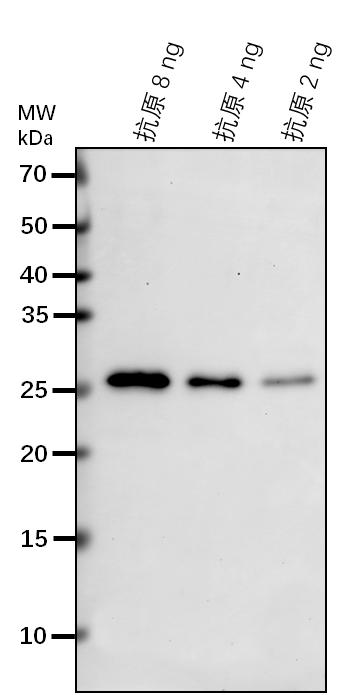 Anti-6-PGL/ Probable 6-phosphogluconolactonase