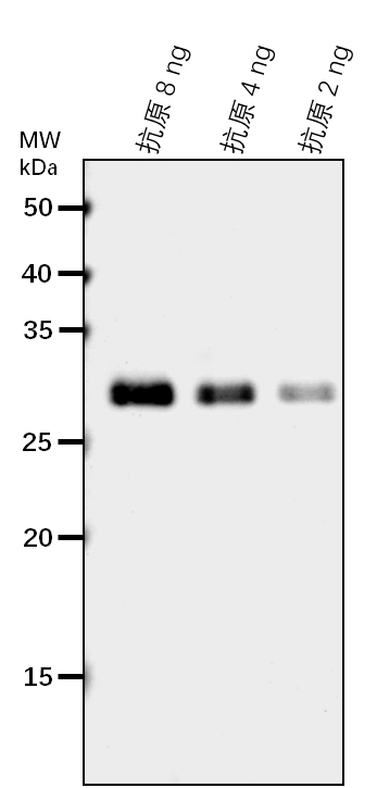 Anti-Ribose-5-phosphate isomerase