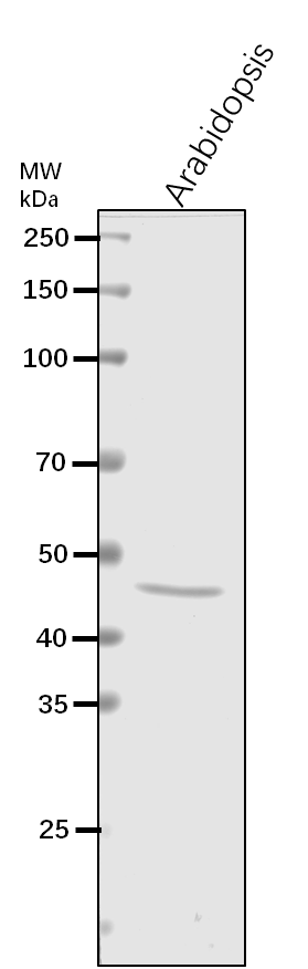 Anti-HCF109/ Peptide chain release factor PrfB1, chloroplast