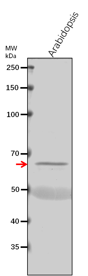 Anti-ERF-3/ Polypeptide release factor 3