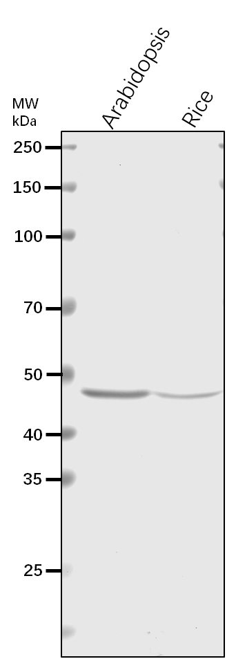 Anti-RPT5A/ 26S proteasome regulatory subunit 6A homolog A