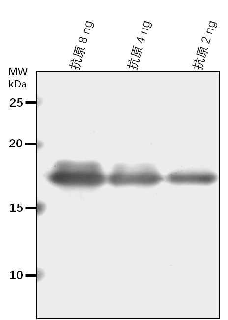 Anti-ACHT4/ Thioredoxin-like 1-1, chloroplastic