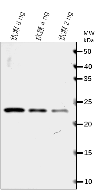 Anti-APA1/ Aspartic proteinase A1