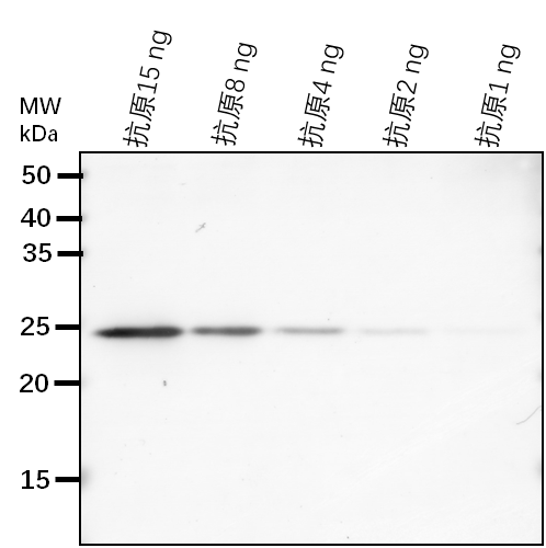 Anti-JOX2/ Jasmonate-induced oxygenase 2