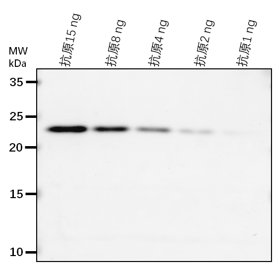 Anti-JOX3/ Jasmonate-induced oxygenase 3