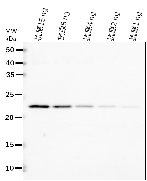 Anti-JOX4/ Jasmonate-induced oxygenase 4