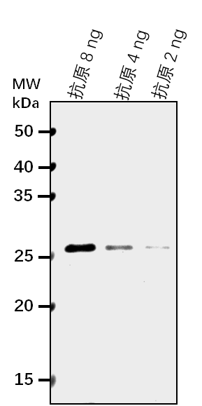 Anti-GT-3B/ Trihelix transcription factor GT-3b