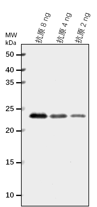 Anti-ORPHAN transcription factor