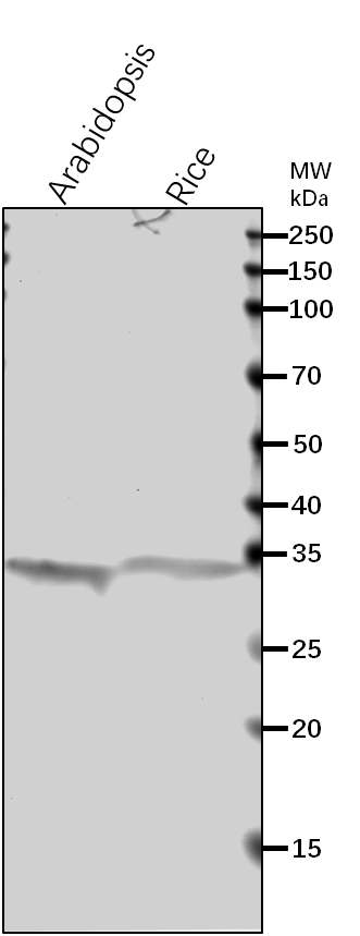 Anti-LFNR2/ Ferredoxin--NADP reductase, leaf isozyme 2