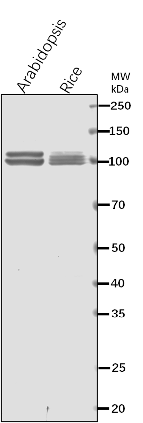 Anti-PPC2/ Phosphoenolpyruvate carboxylase 2