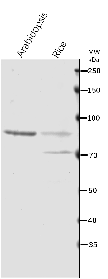 Anti-SUS1/ Sucrose synthase 1