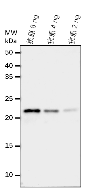 Anti-MSRA3/ Peptide methionine sulfoxide reductase A3