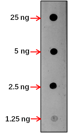 Anti-CKA1/ Casein kinase II subunit alpha-1