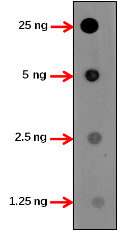 Anti-ABI1/ Protein phosphatase 2C 56