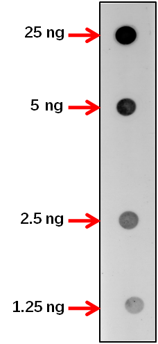 Anti-BRI1/ Protein BRASSINOSTEROID INSENSITIVE 1