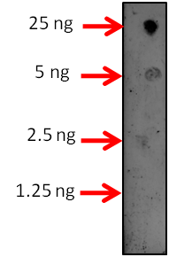 Anti-HSFA1A/ Heat stress transcription factor A-1a