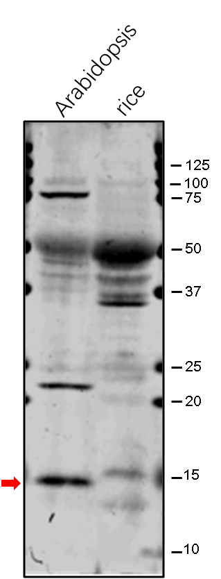 Anti-ATPE / ATP synthase epsilon chain rabbit antibody