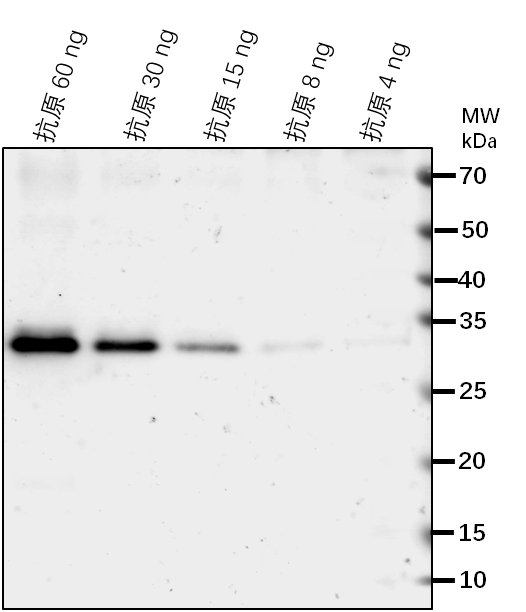 Anti-NAC60/ NAC domain-containing protein 60