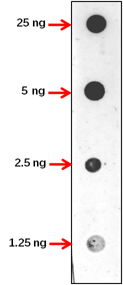 Anti-NAC089/ NAC domain-containing protein 89