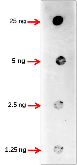 Anti-SWEET4c/ Bidirectional sugar transporter SWEET