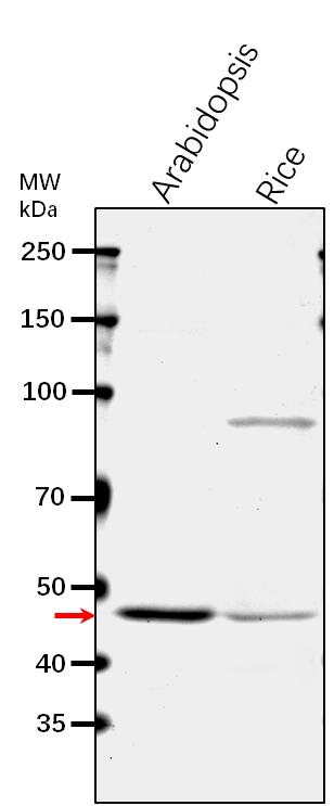 Anti-FUM1/ Fumarate hydratase 1, mitochondrial