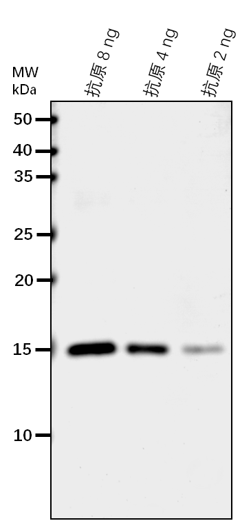 Anti-ELF8/ Protein CTR9 homolog