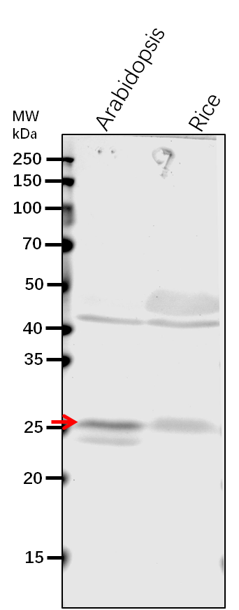 Anti-THF1/ Protein THYLAKOID FORMATION 1, chloroplastic