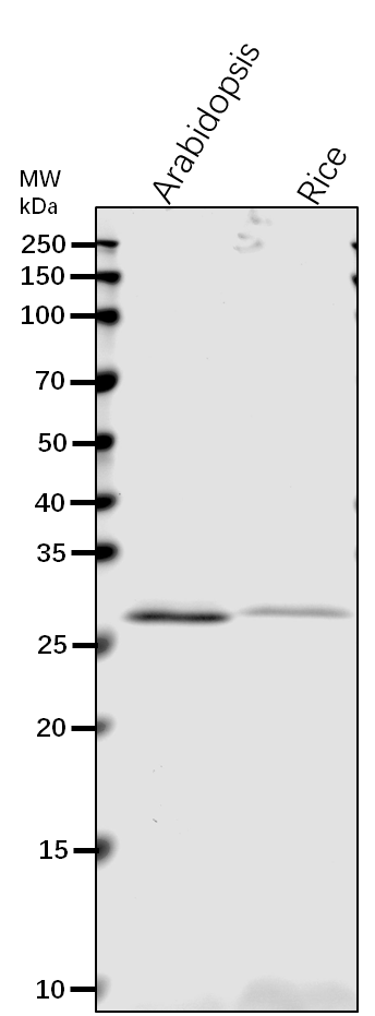 Anti-VHA-D/ V-type proton ATPase subunit D