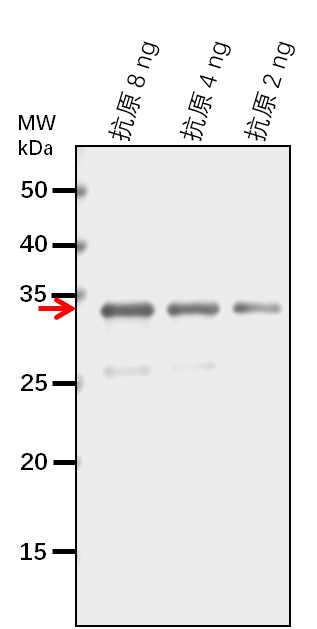 Anti-OsEREBP1/ Ethylene-responsive transcription factor 1