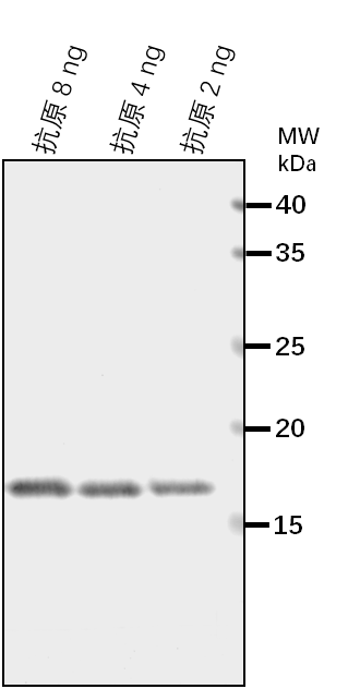 Anti-PXG3/ Probable peroxygenase 3