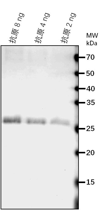 Anti-DEK3/ DEK domain-containing chromatin-associated protei