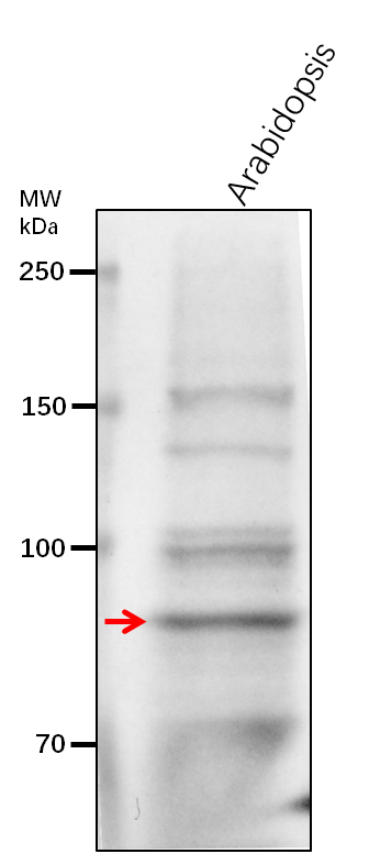 Anti-ARC5/ Dynamin-like protein ARC5