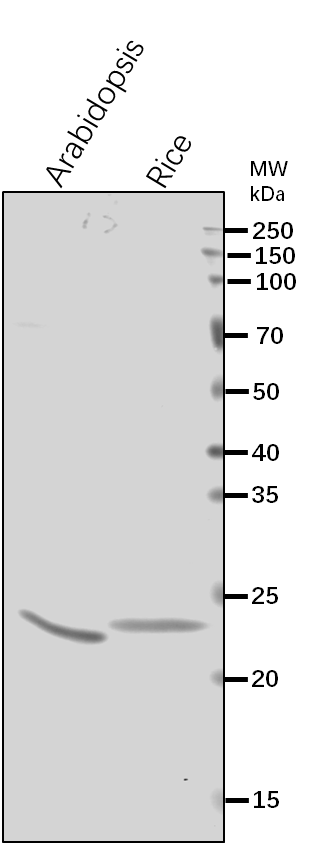 Anti-Lhca3/Photosystem I chlorophyll a/b-binding protein 3-1