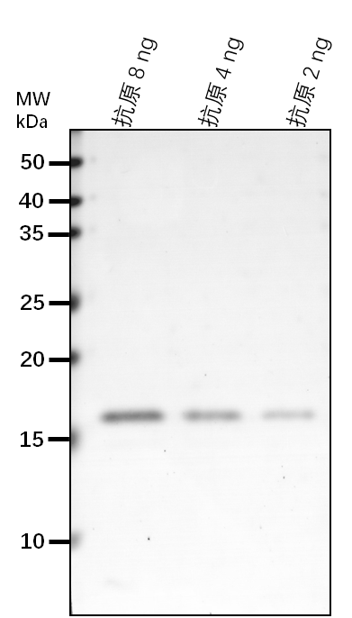 Anti-HSCB/ Iron-sulfur cluster co-chaperone protein HscB hom