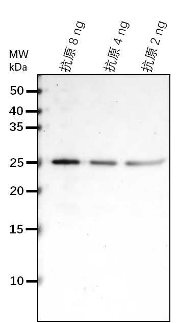 Anti-MIC60/ MICOS complex subunit MIC60, mitochondrial