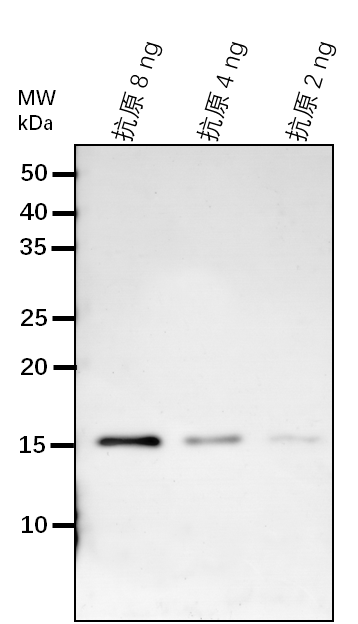 Anti-SDH6/ Succinate dehydrogenase subunit 6, mitochondrial