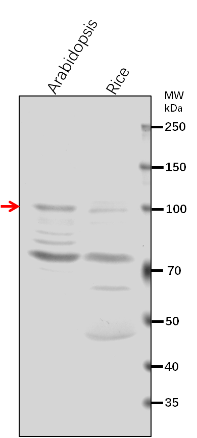 Anti-ADL6/DRP2A/ Dynamin-related protein 2A