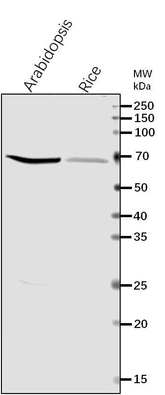 Anti-HSP70-3/ Heat shock 70 kDa protein 3