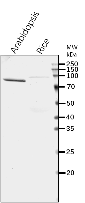 Anti-γCOP/ Coatomer subunit gamma