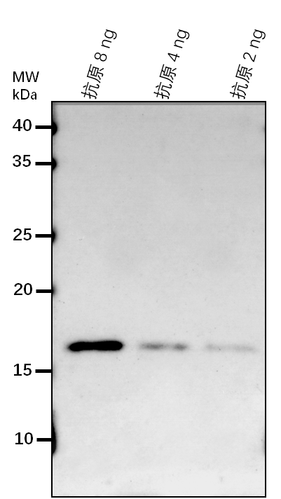 Anti-QUA1/ Galacturonosyltransferase 8