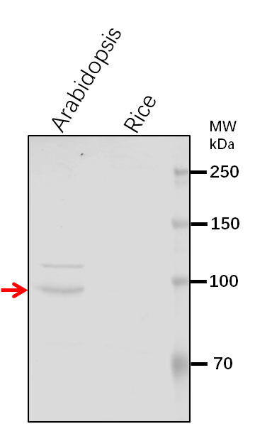 Anti-VPS53/ Vacuolar protein sorting-associated protein 53 A