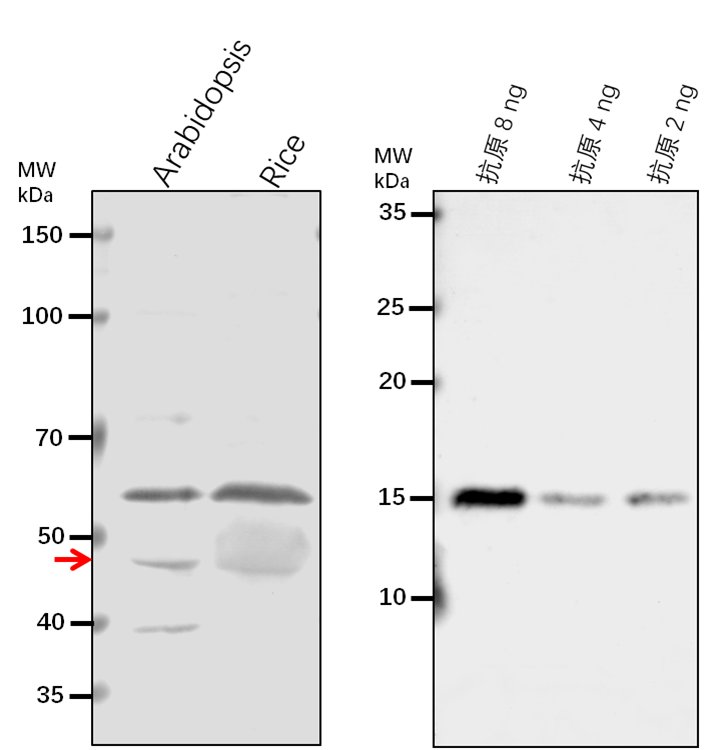 Anti-SIA2/ Sialyltransferase-like protein 2