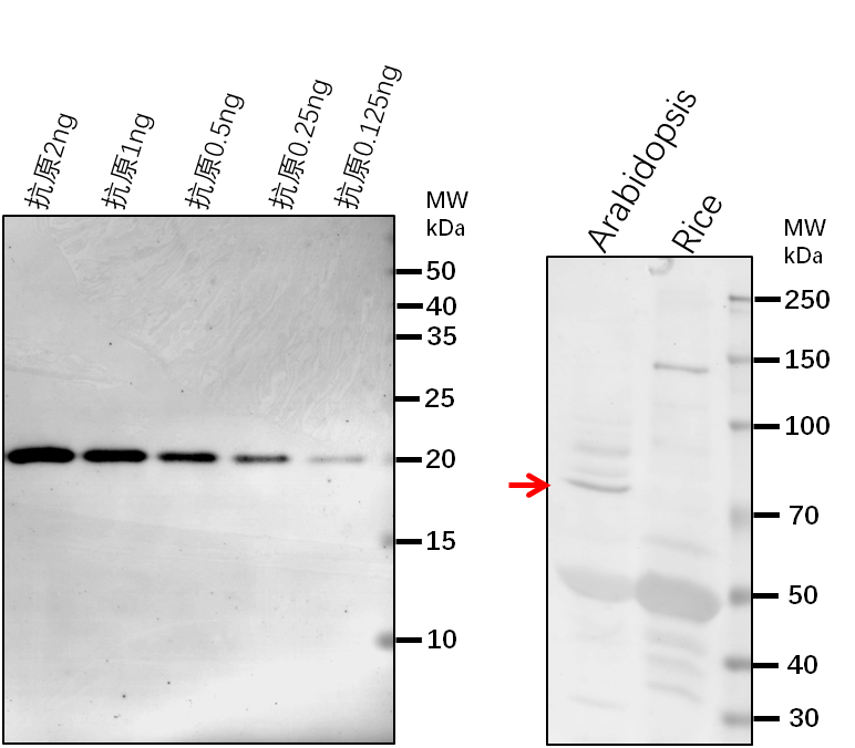 Anti-JAC1/ AUXILIN-LIKE6