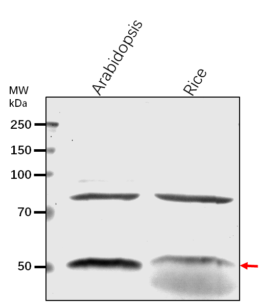 Anti-RPT2A/ 26S proteasome regulatory subunit 4 homolog A