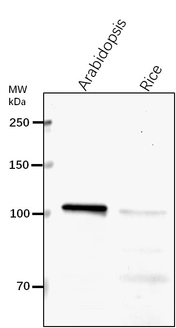 Anti-SECA1/ Protein translocase subunit SECA1, chloroplastic