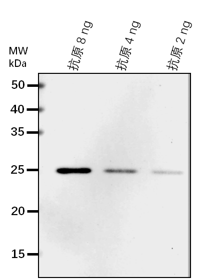 Anti-DCL3/ Endoribonuclease Dicer homolog 3