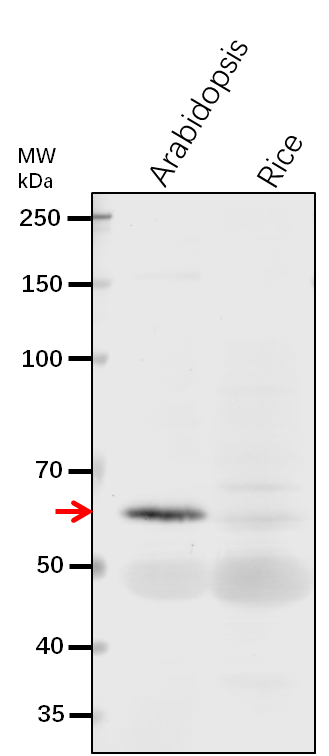 Anti-DHAD/ Dihydroxy-acid dehydratase, chloroplastic